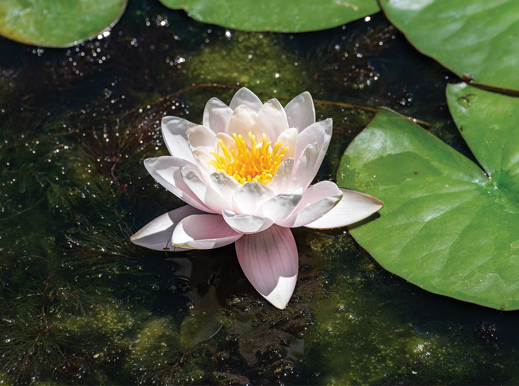 lotus flower on a pond