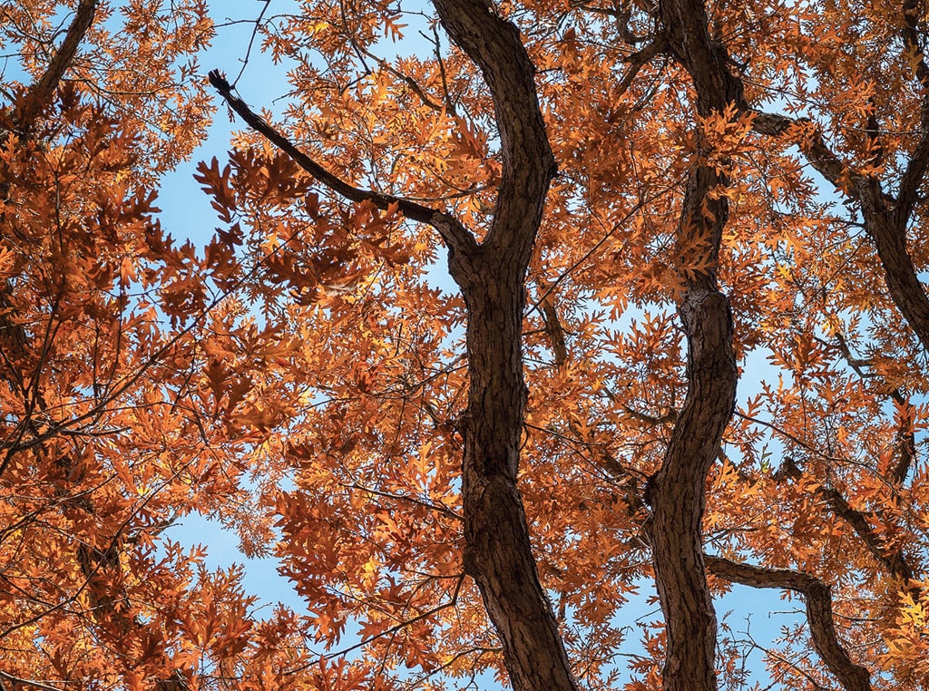 a tree with orange leaves in the fall