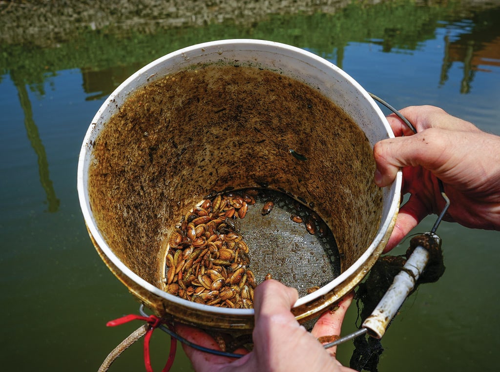 bugs in a bucket