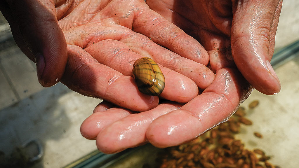 Hands holding a mussel