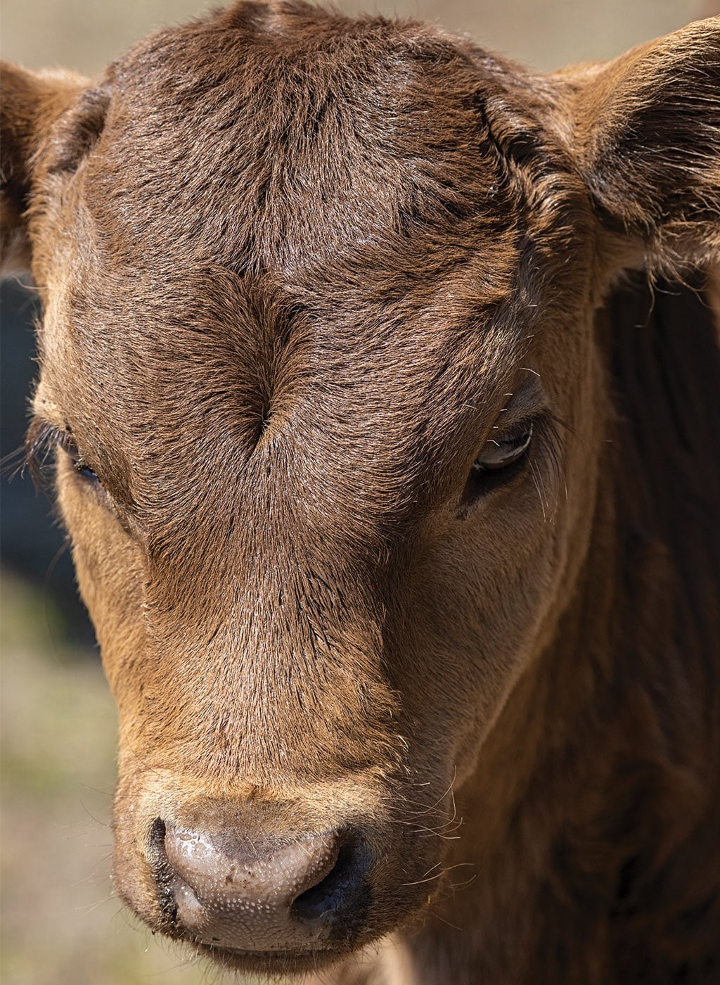 close up of cows face