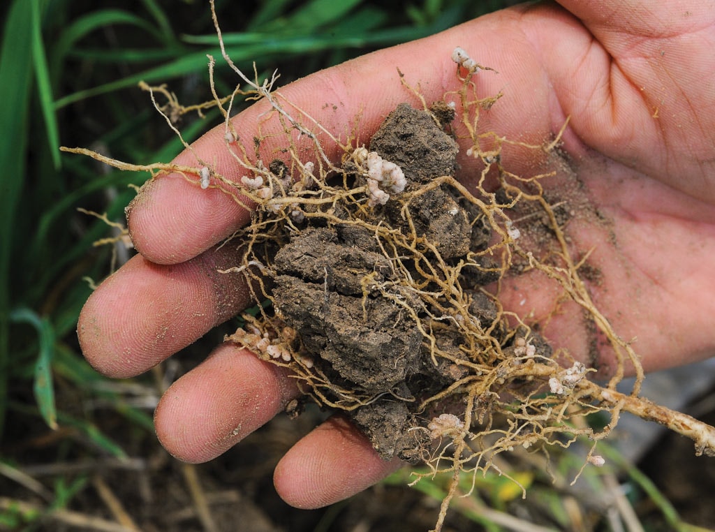 roots in hand