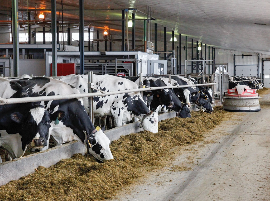 cows eating