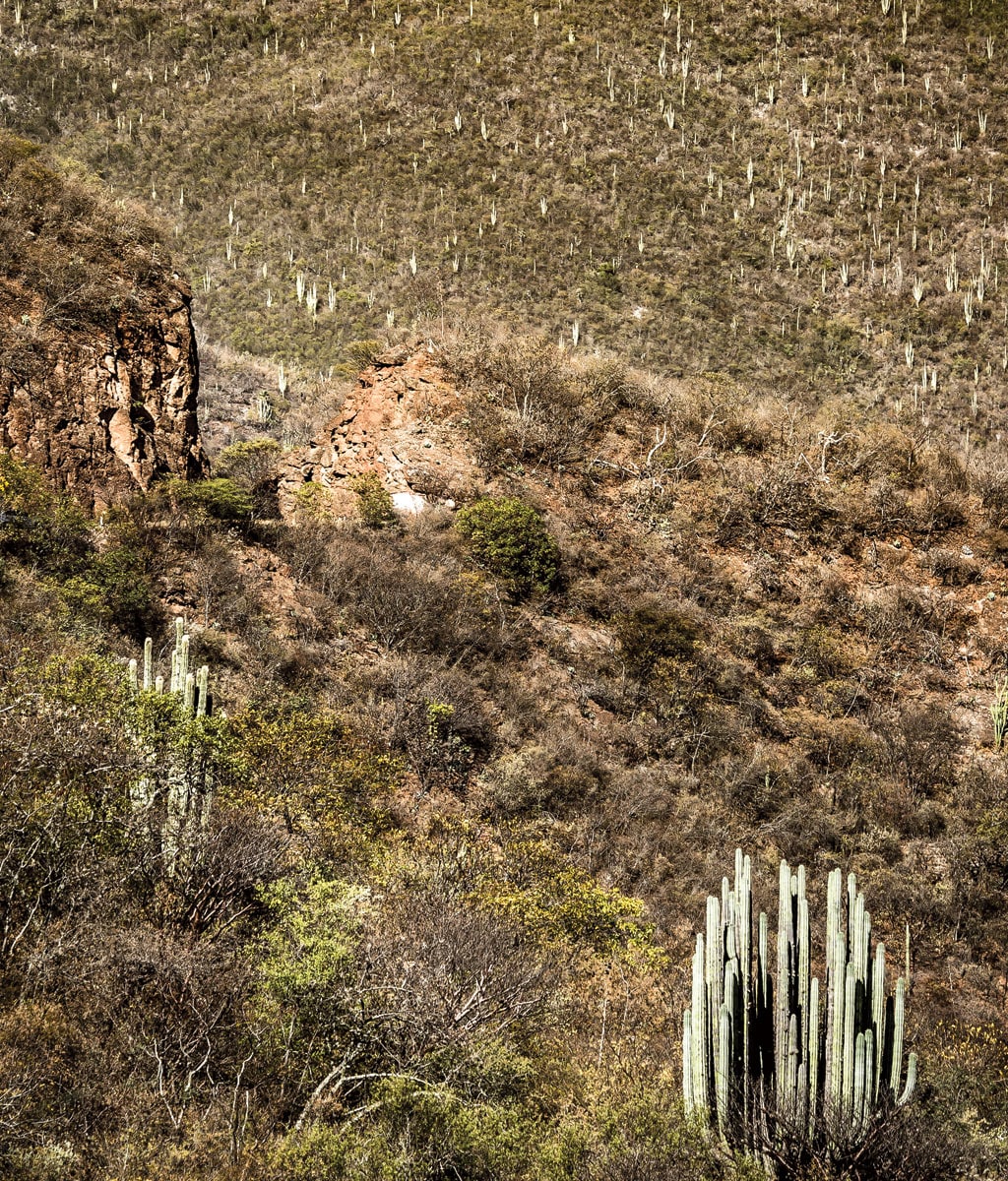 South central Mexico’s Tehuacán-Cuicatlán Valley photo