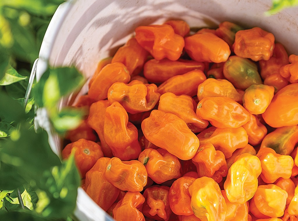 habanero peppers