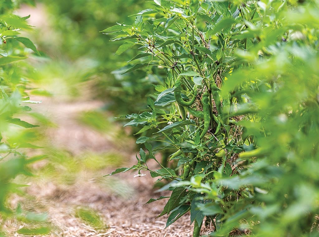 chile pepper plants
