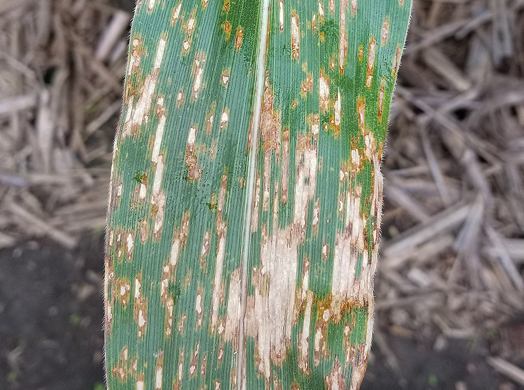grey leaf spot on corn leaves