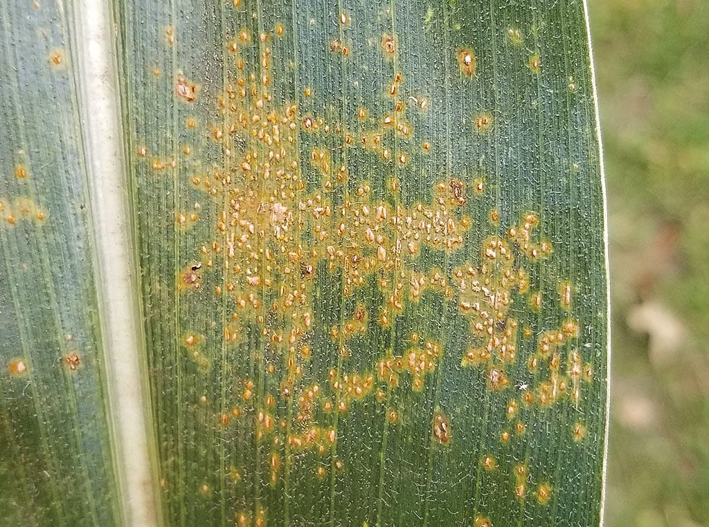 southern rust disease on corn leaves