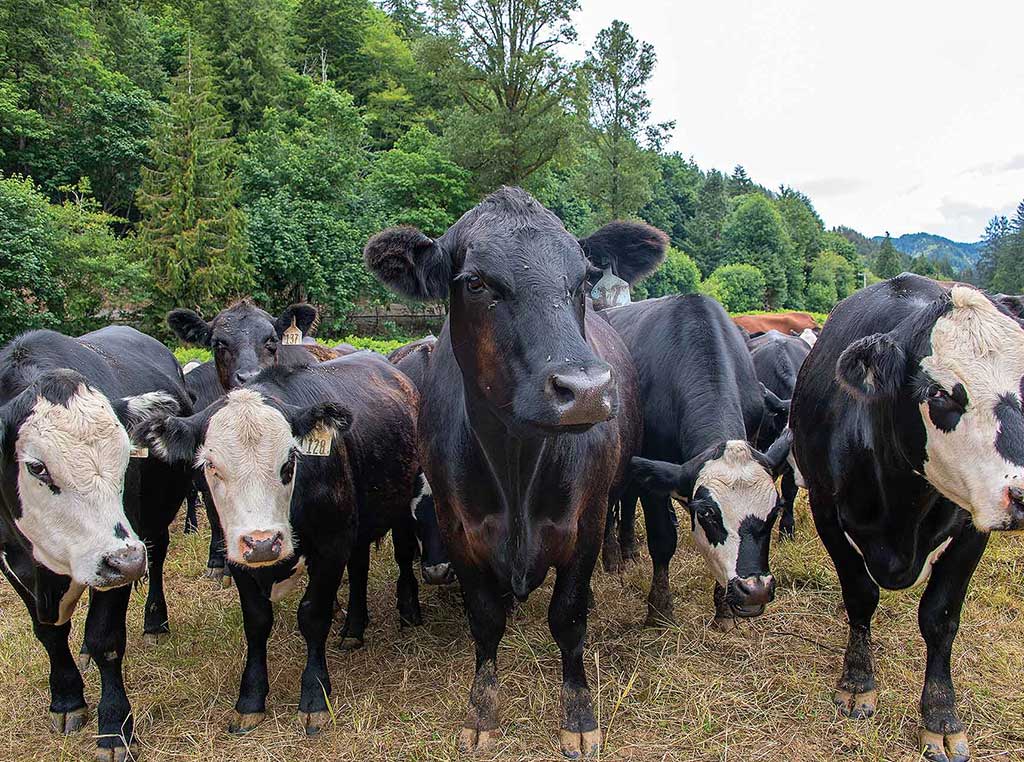 closeup of cattle