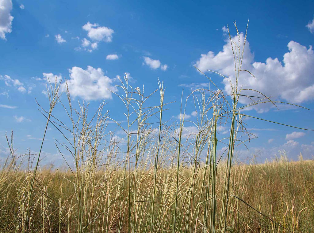 closeup of prairie grass