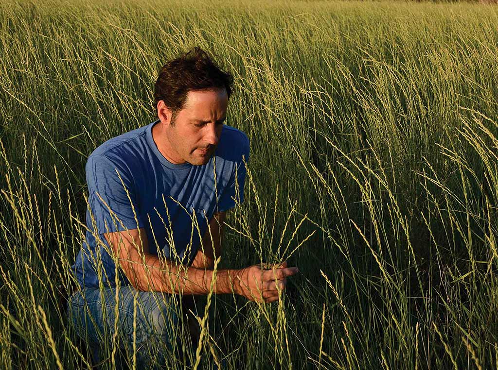 man grasping kernza grain stalks