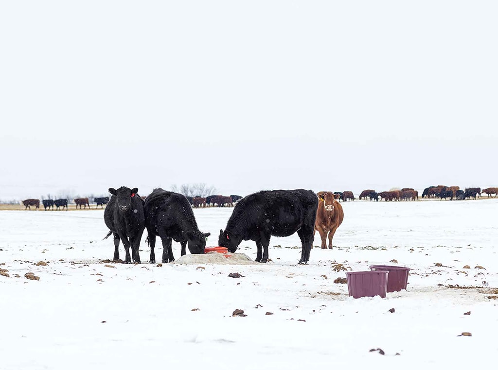 cattle drinking from cattle waterer in the snow