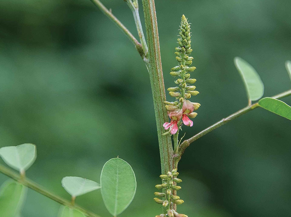 indigo plant bud