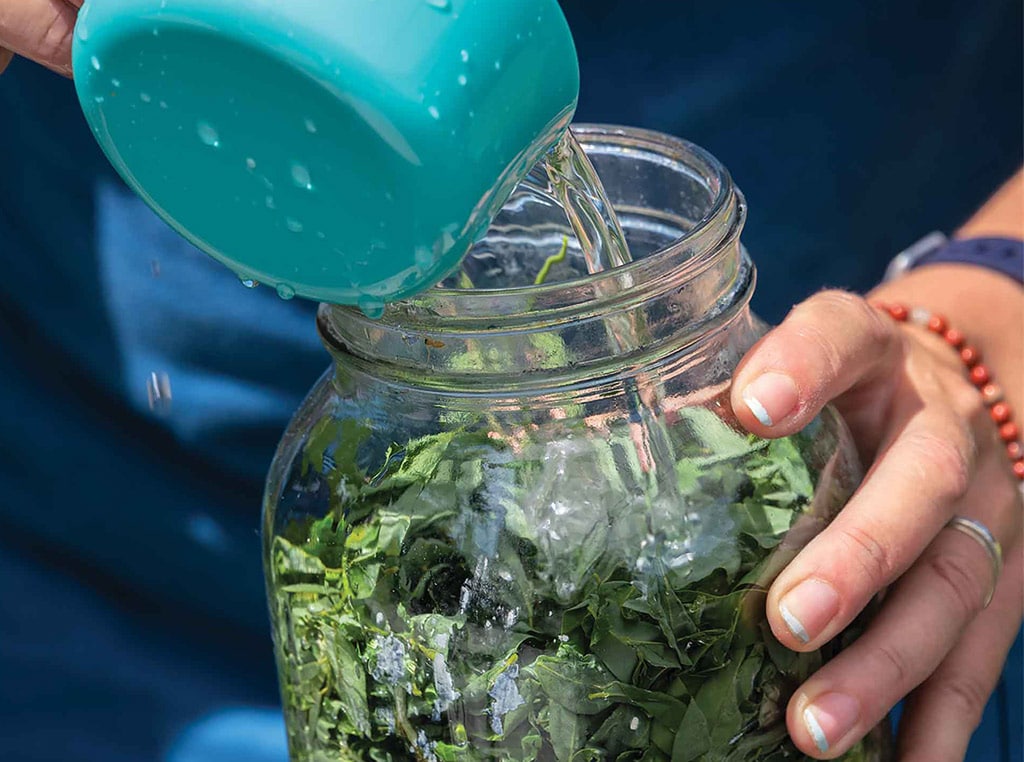 pouring water over indigo leaves in jar