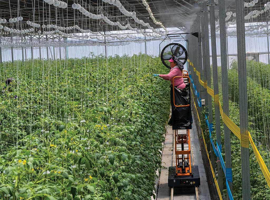 worker on elevated platform trellising tomato vines