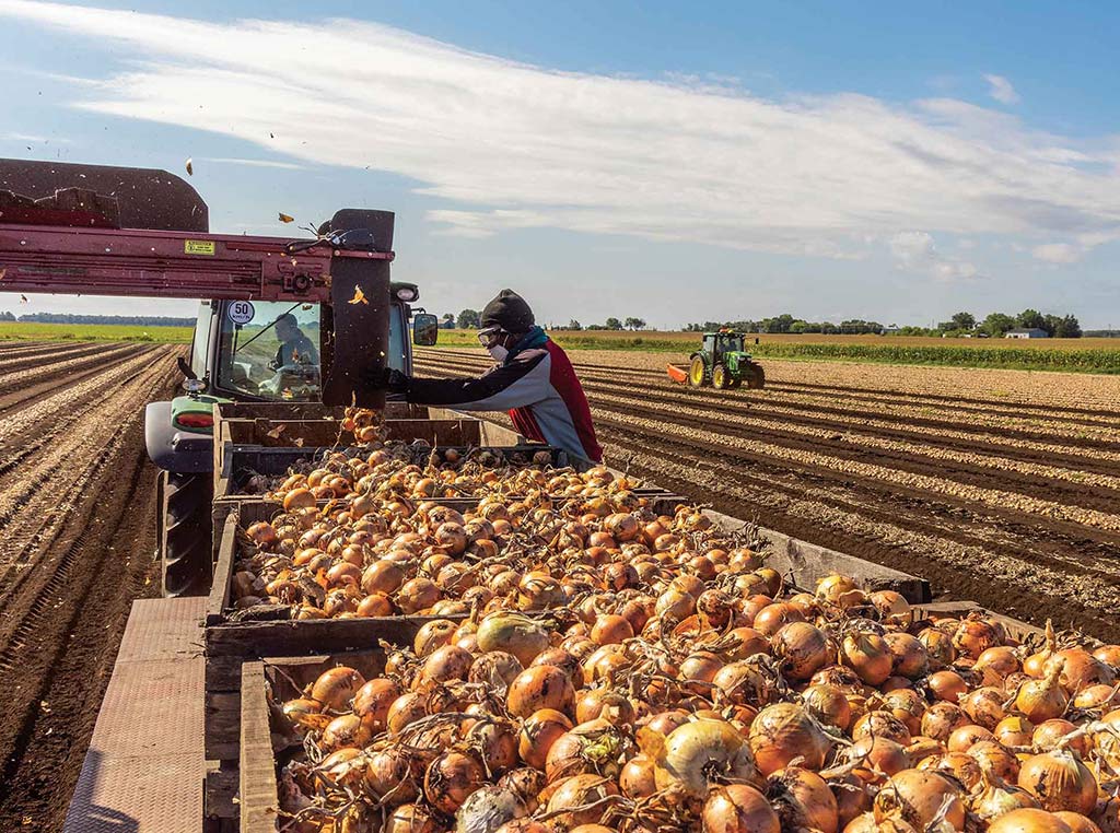 worker handling harvested onions in collection trailer