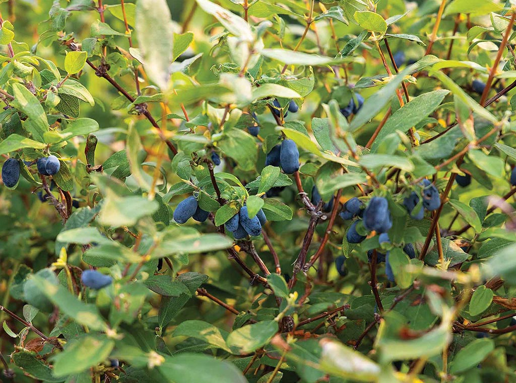 closeup of grapevines