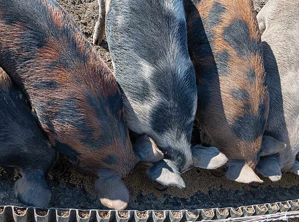 pigs feeding in pen