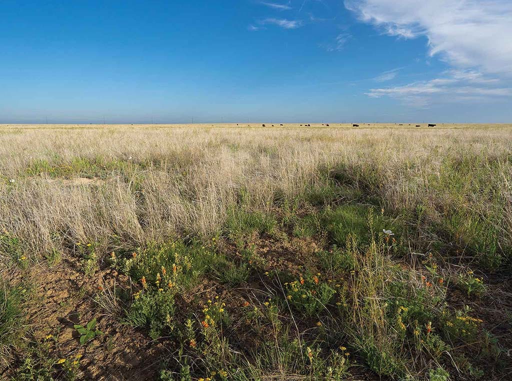 cattle in far off field of wildflowers