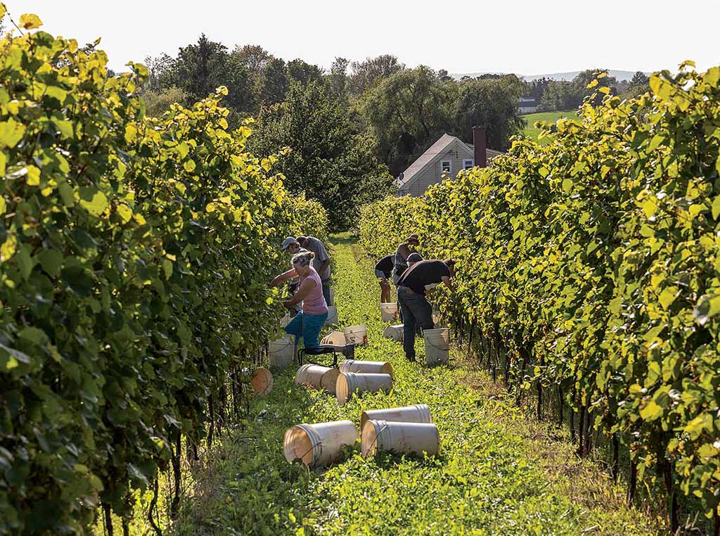 vineyard workers tending to grapevines