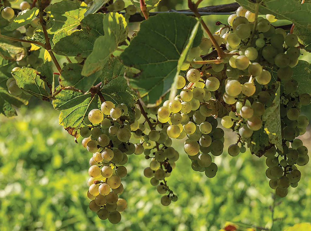 grapes on vine