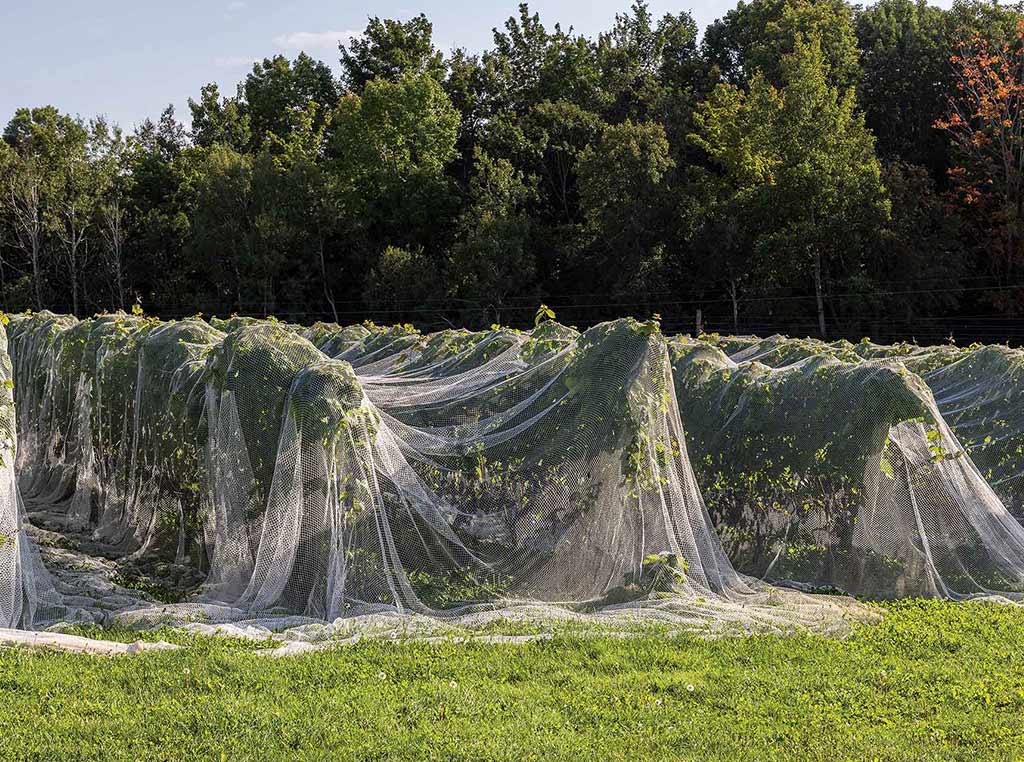 nets over grapes