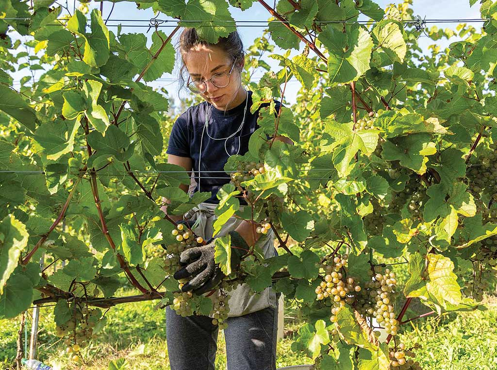 someone picking grapes