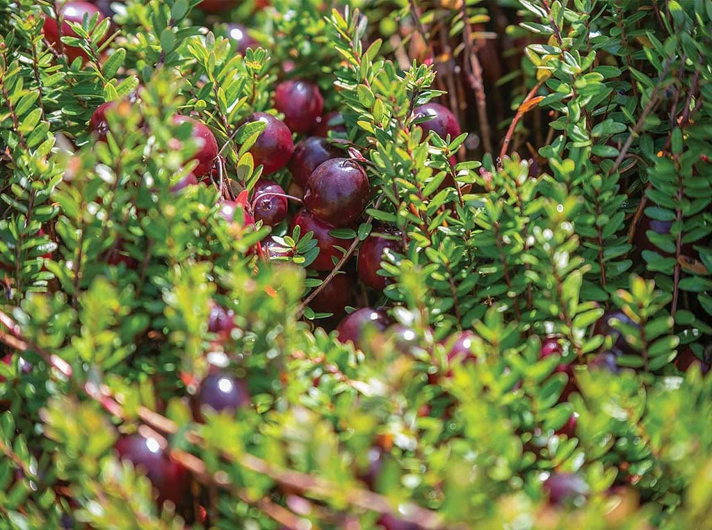 cranberry bush