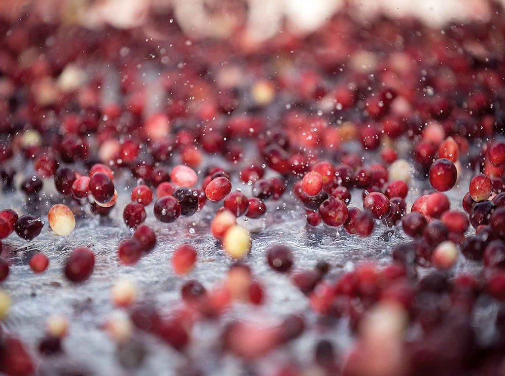 cranberries splashing in water