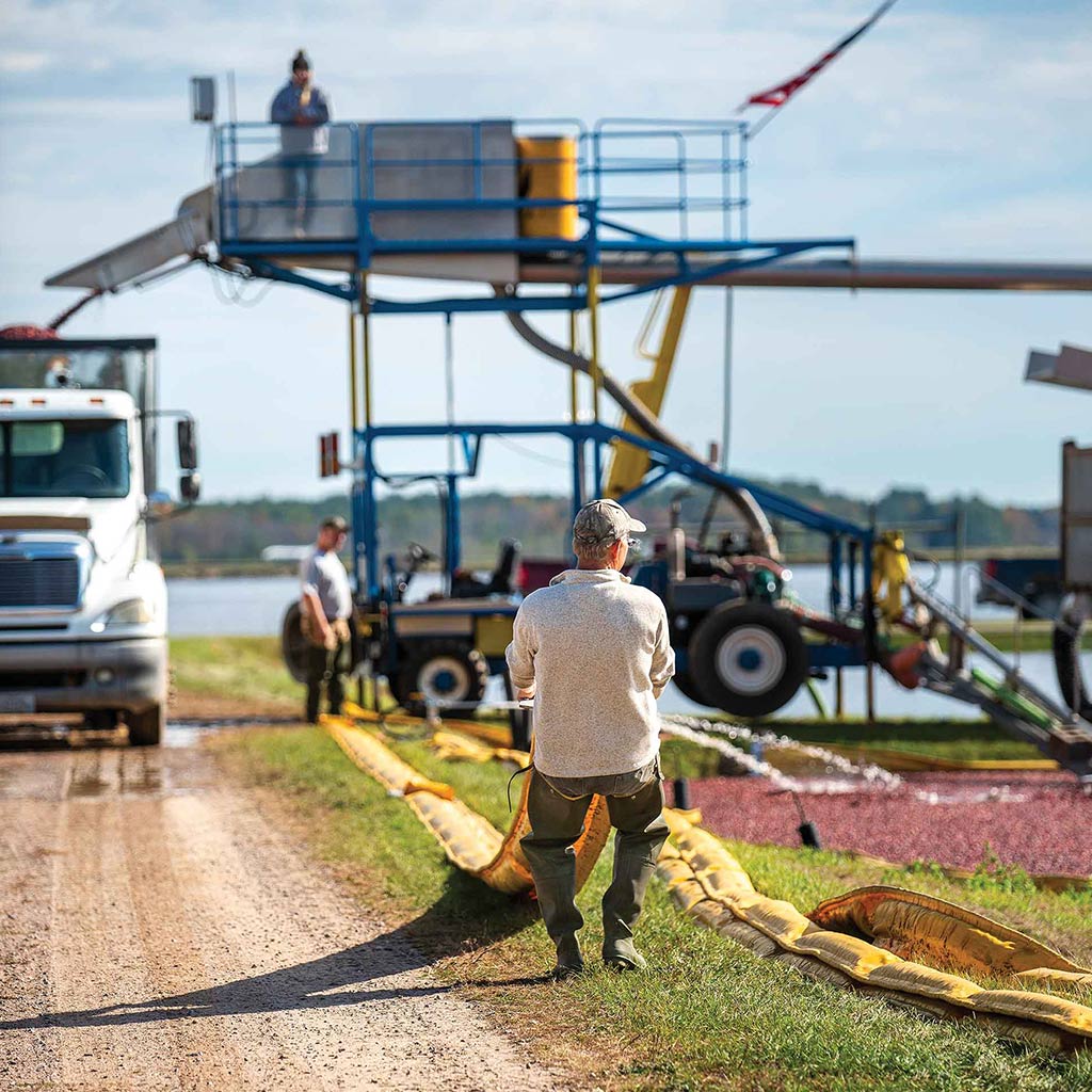 man dragging cranberry skimming device