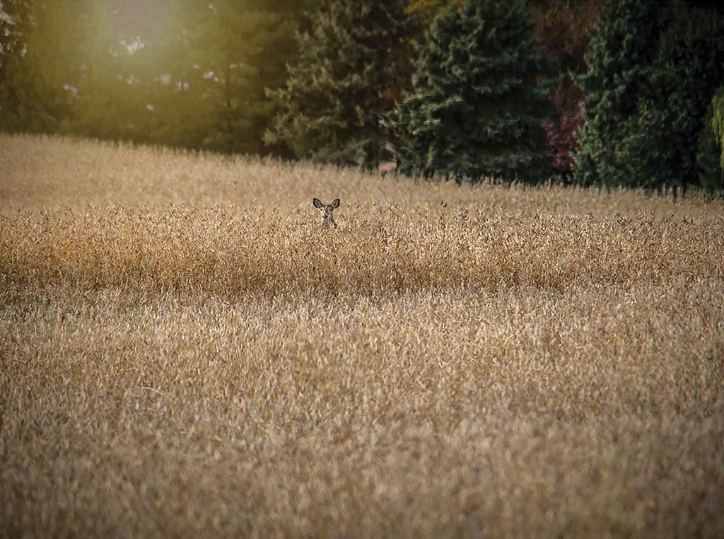 deer standing in long grass