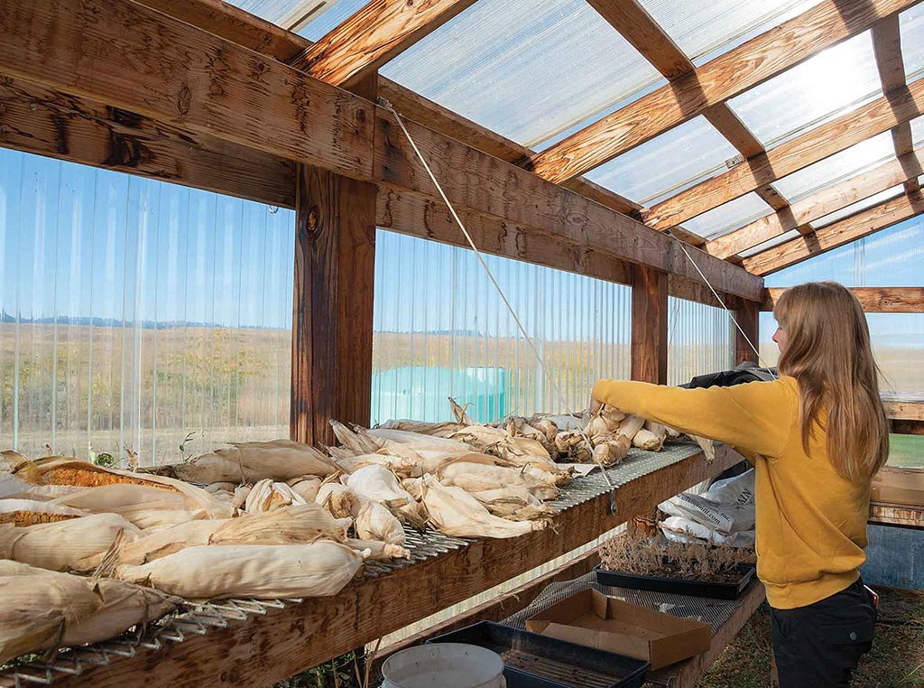 greenhouse corn drying