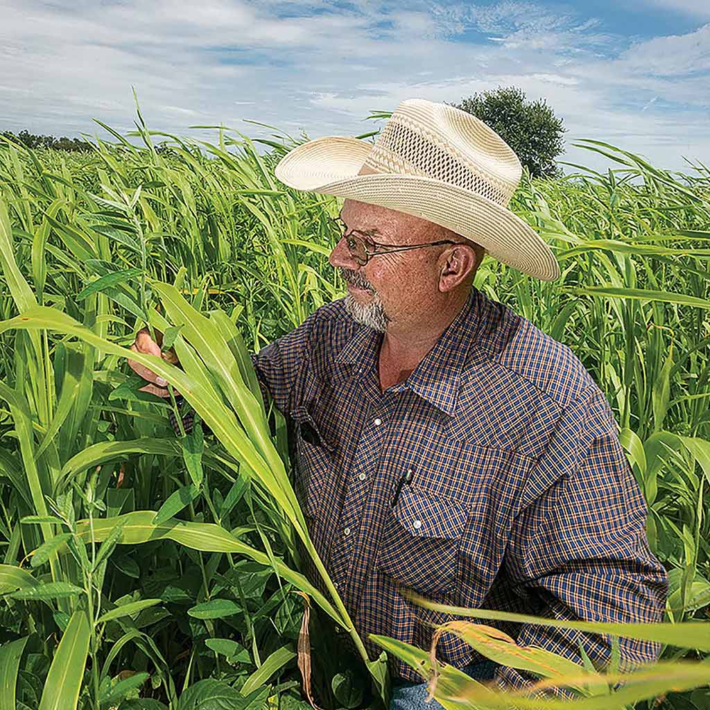 farmer inspecting corn leaves