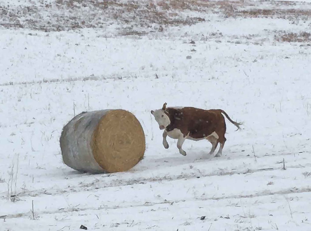 cow charging round hay bale
