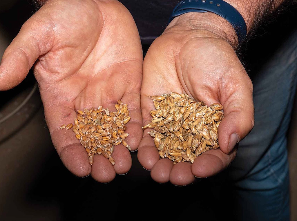 grain in hands