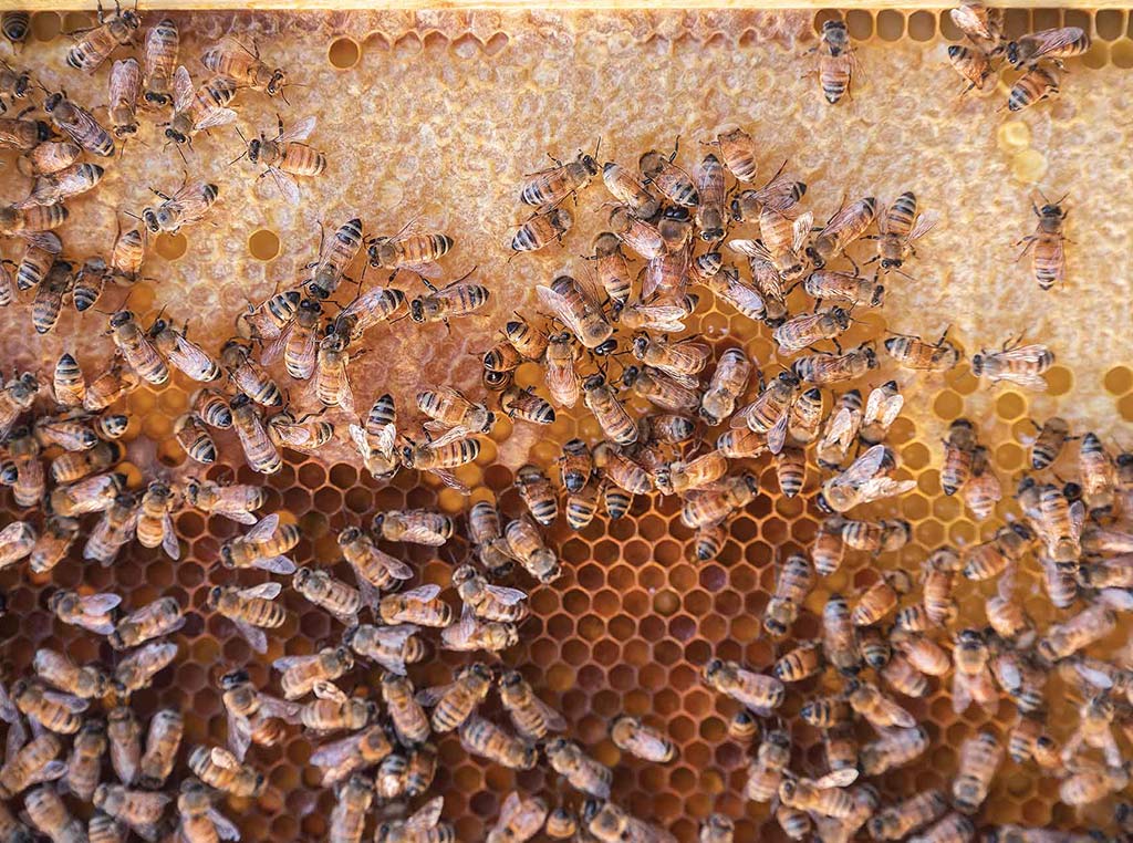 bees on honeycomb