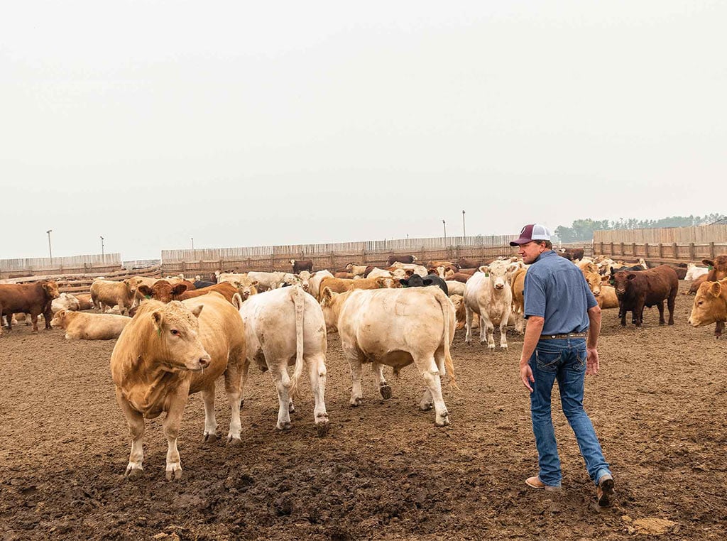 cattle farmer standing among cattle in feedlot
