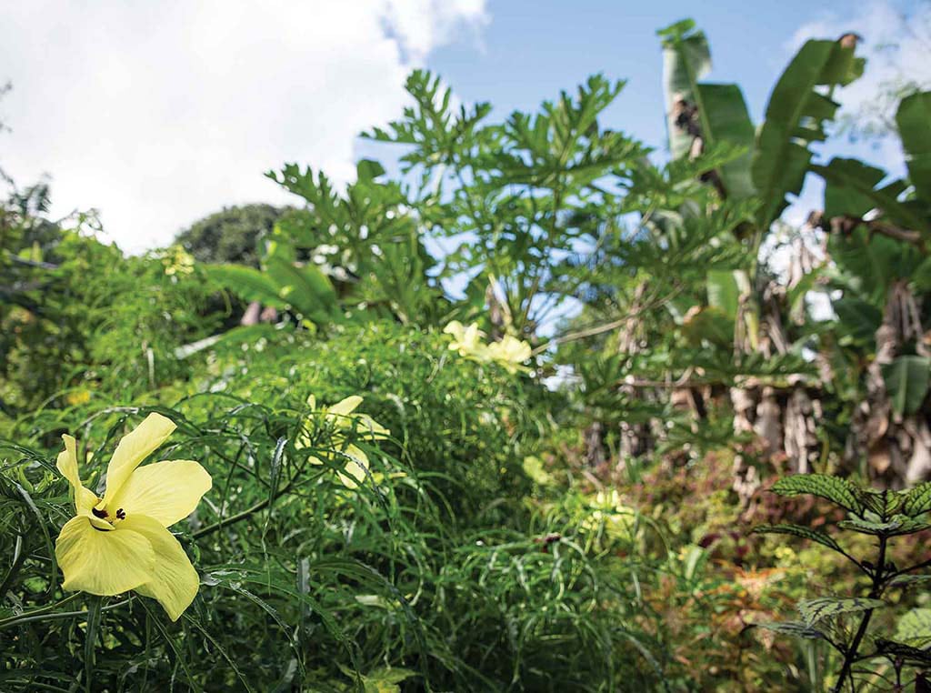 hibiscus, papaya, and banana plants