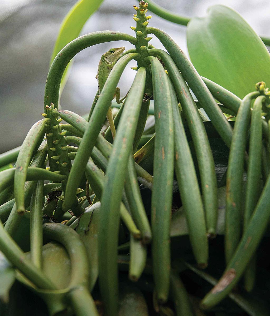 an anole climbing up a vanilla bean plant
