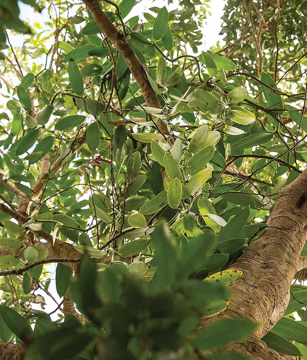 upward view of tree canopy