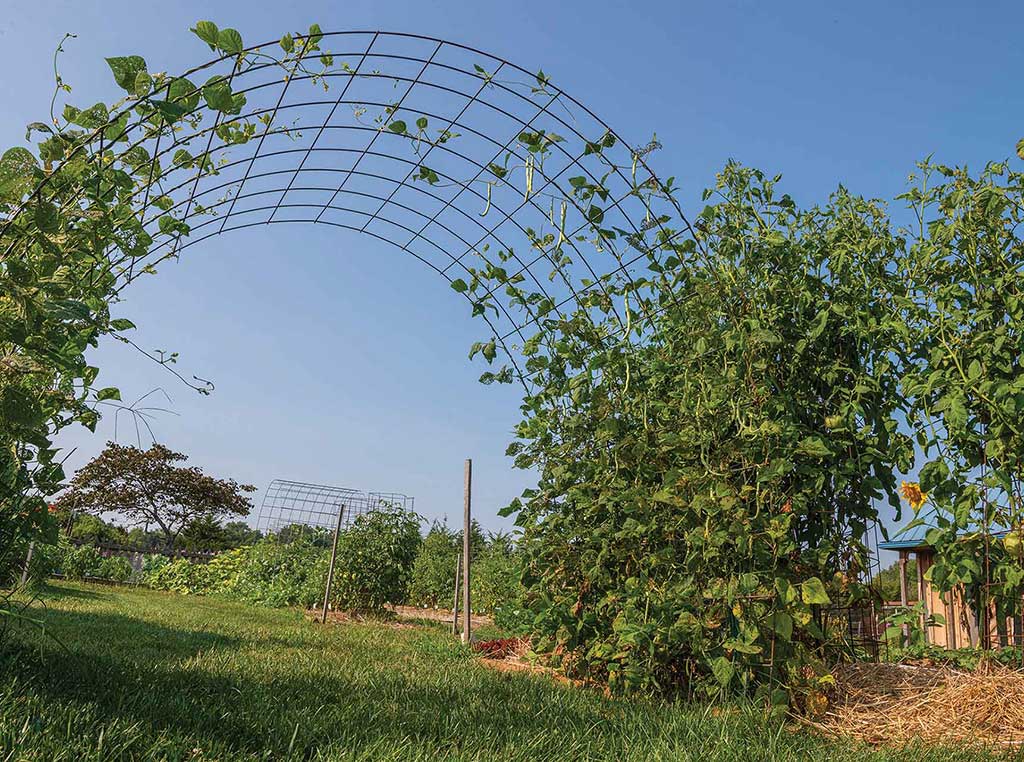 tall arching trellis