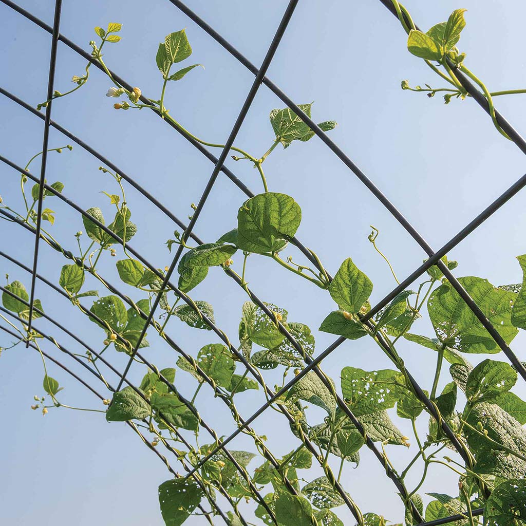 arching trellis with vines growing on it