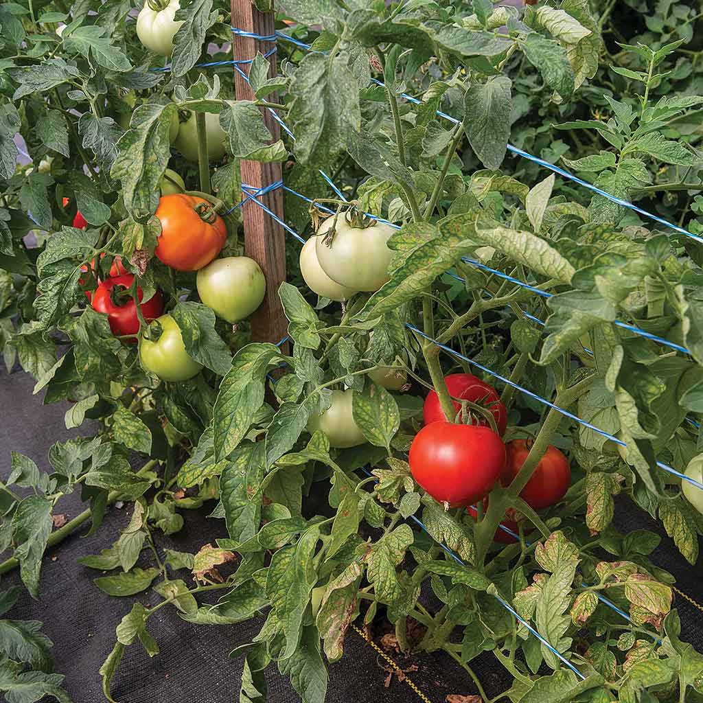 tomatoes growing on the vine