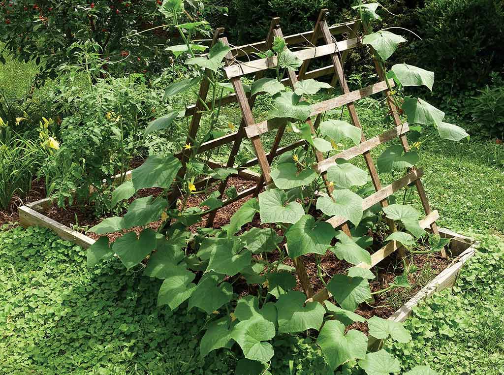 vines growing over trellis