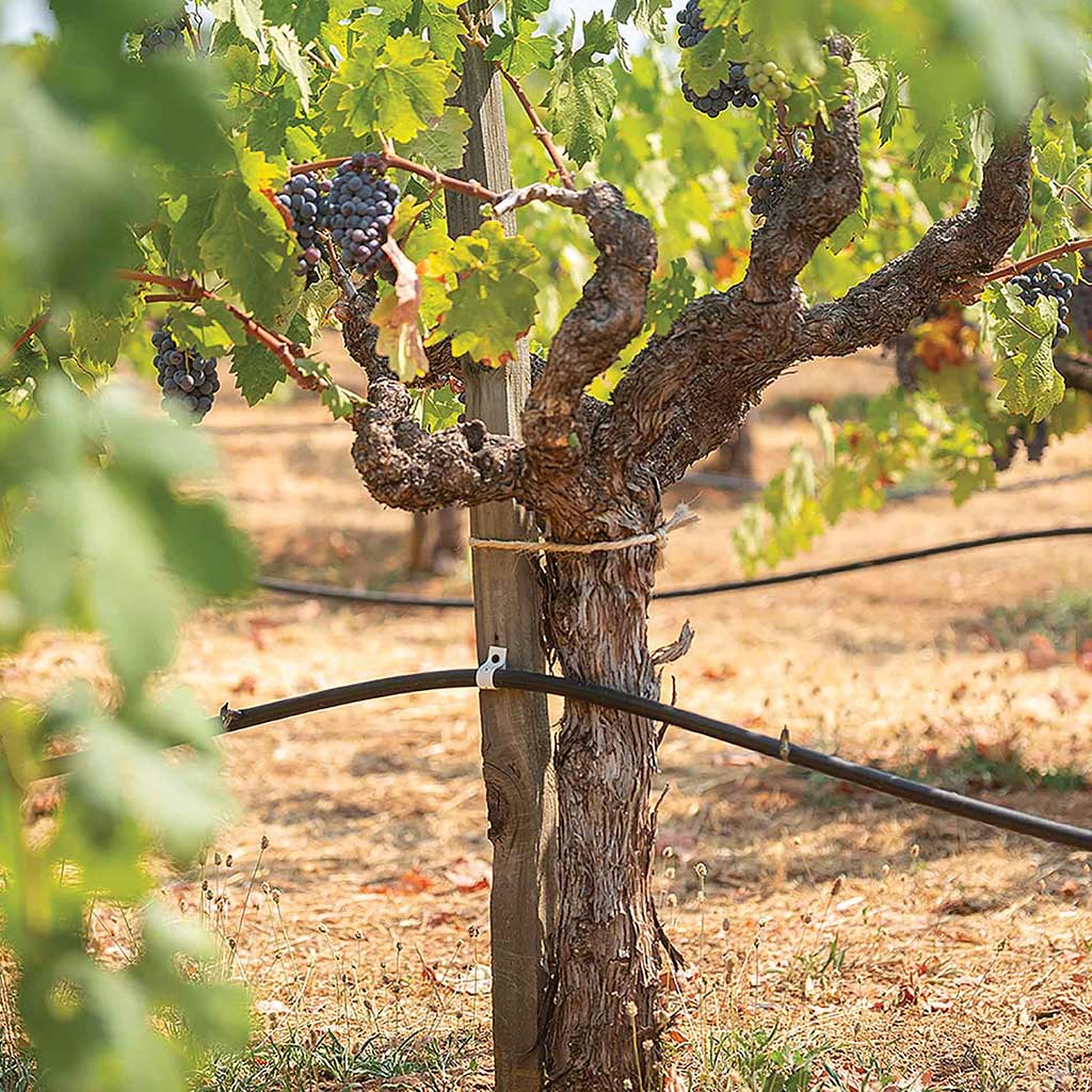 gnarled wine vine