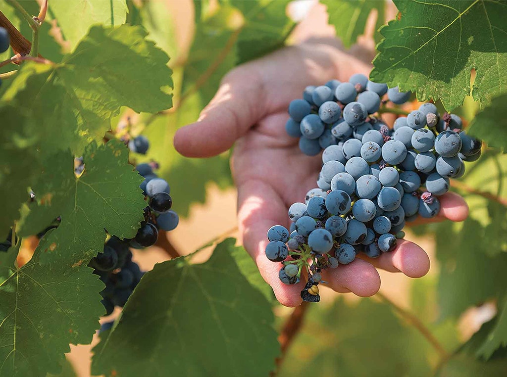 wine grapes in hand