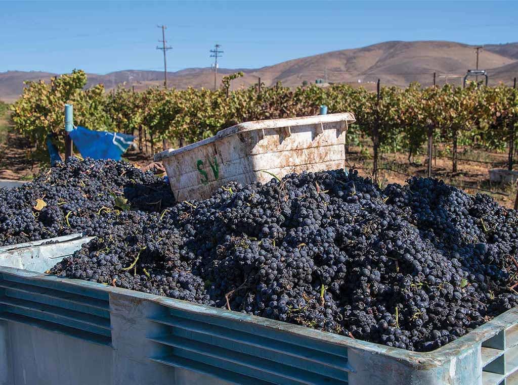 haul of harvested Pinot Noir grapes