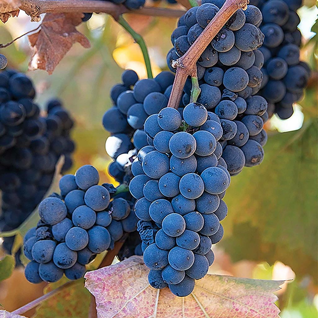 Pinot Noir grapes on the vine