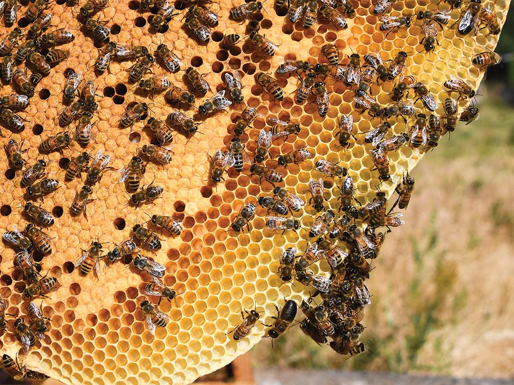 closeup of bees on their hive
