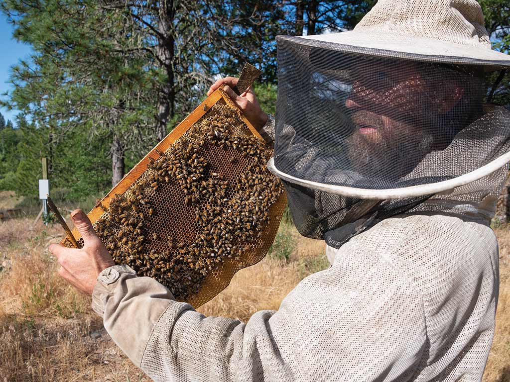 person in bee suit holding up slab of beehive with bees on it